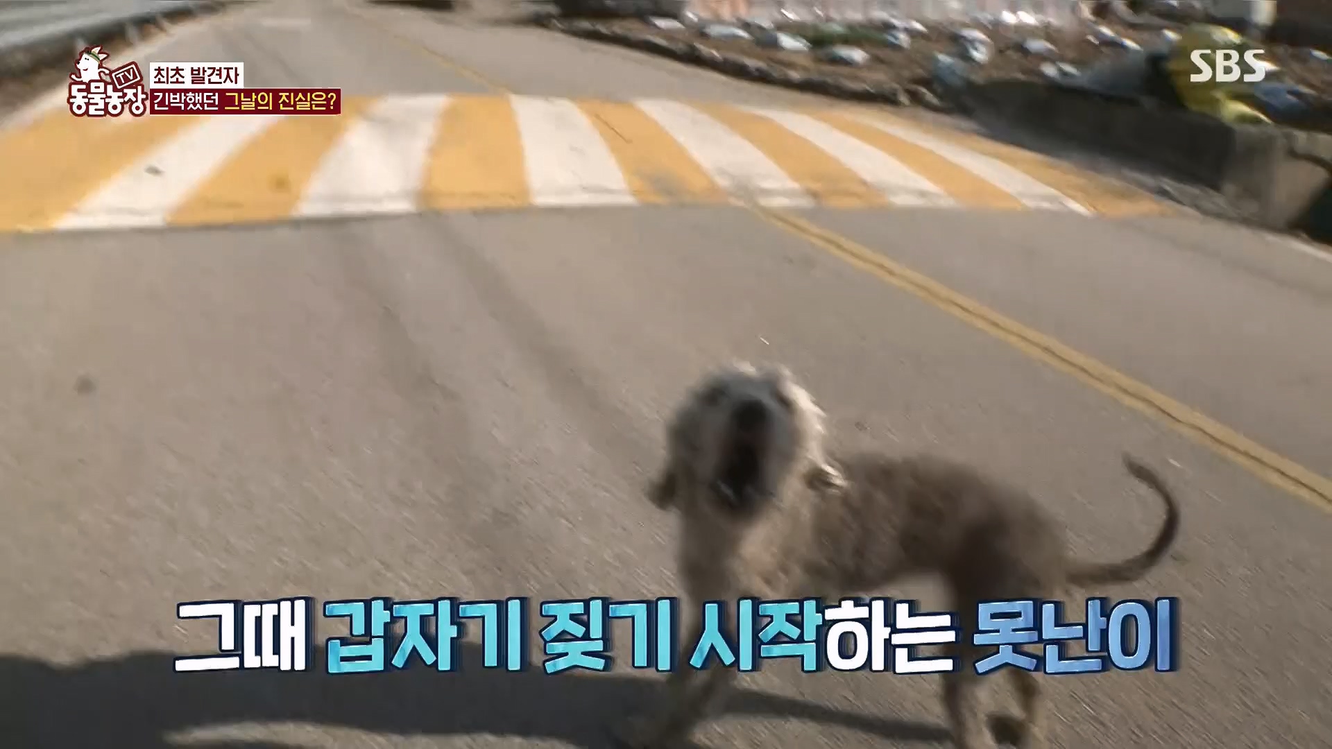 TV 동물농장.E1118.230430p.H264-F1RST.mp4_20230430_172400.321.jpg