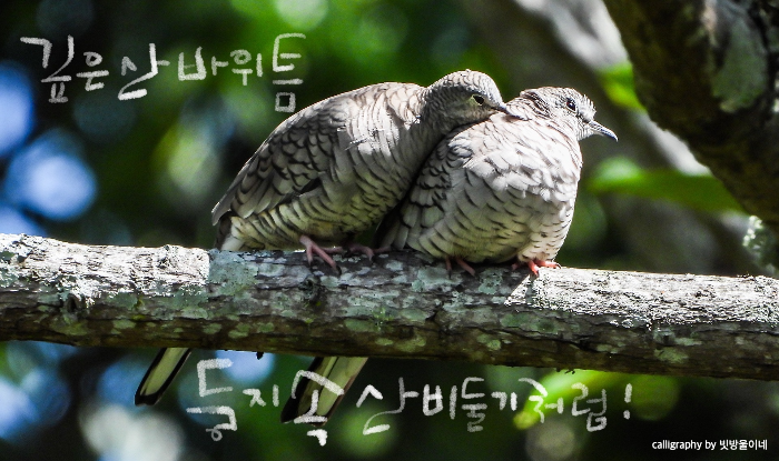 깊은산바위틈둥지속산비둘기처럼