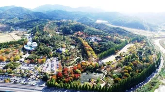 경상남도 수목원 5월의 꽃 관음죽꽃 핑퐁나무 황금자주달개비 마가렛 만첩빈도리 자란 크레이프자스민_2