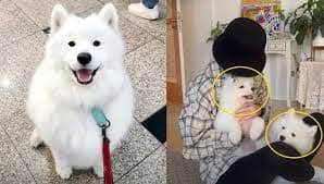 동물 복제