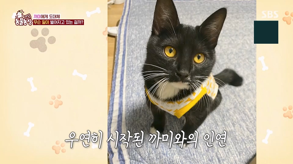 TV 동물농장.E1128.230709p.H264-F1RST.mp4_20230709_183542.586.jpg