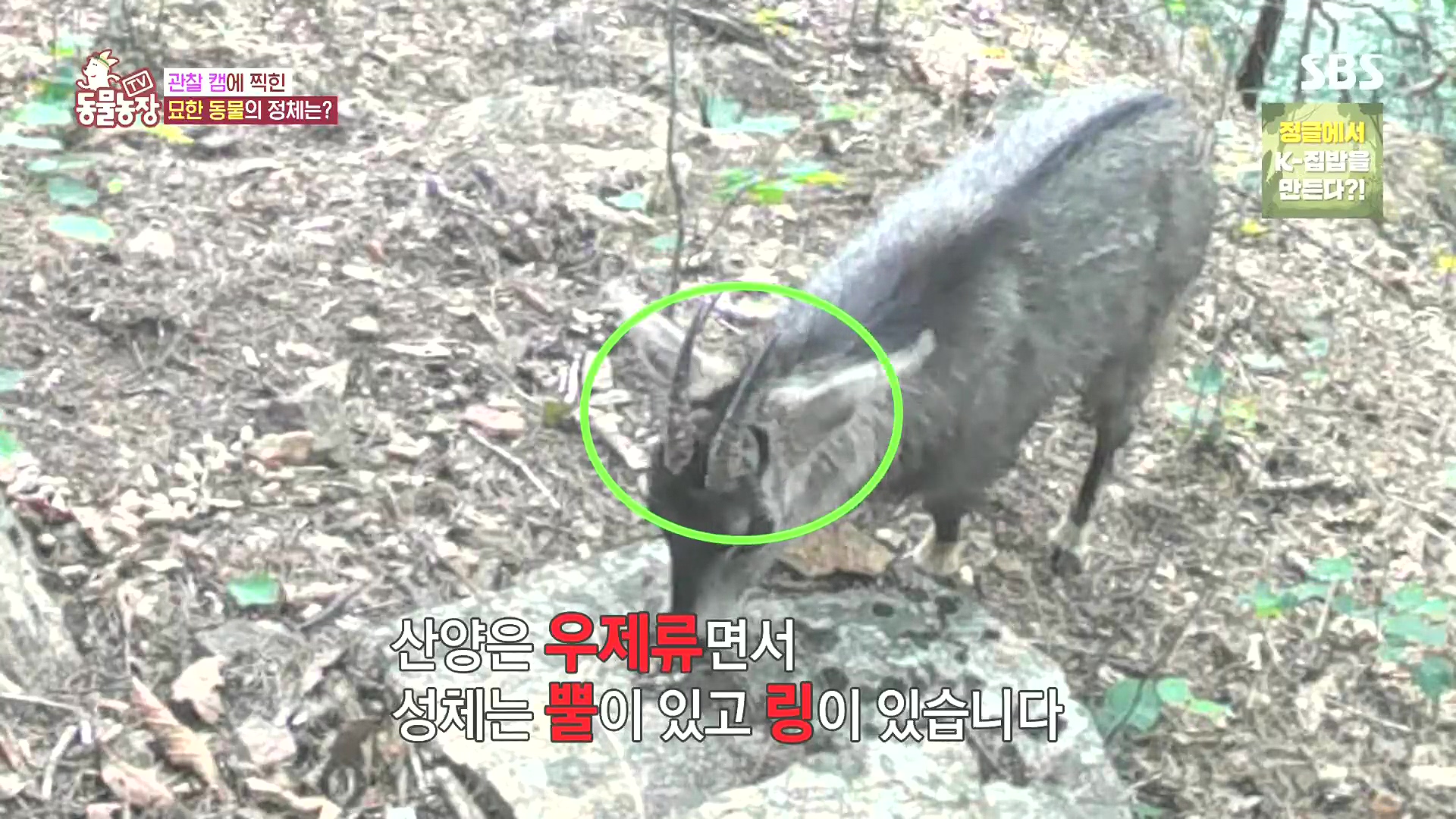 TV 동물농장.E1185.240818p.H264-F1RST.mp4_20240818_160802.587.jpg