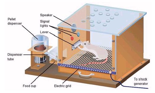 조작적 조건형성 - 스키너 상자 Skinner Box