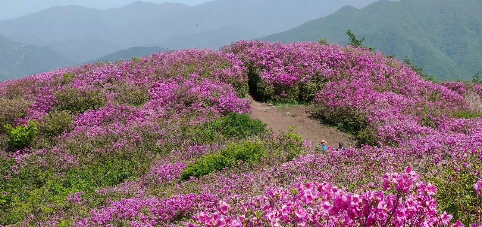 2023 지리산 바래봉 철쭉 군락지 여행 (지리산 운봉 바래봉 철쭉 축제)