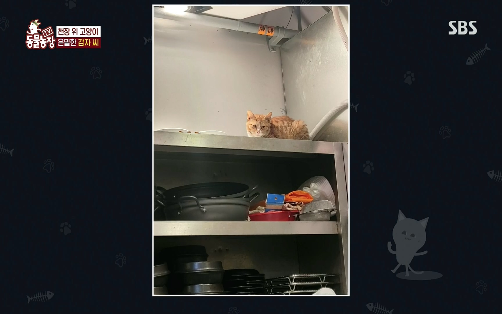 TV 동물농장.E1081.220807p.H264-F1RST.mp4_20220807_213620.461.jpg