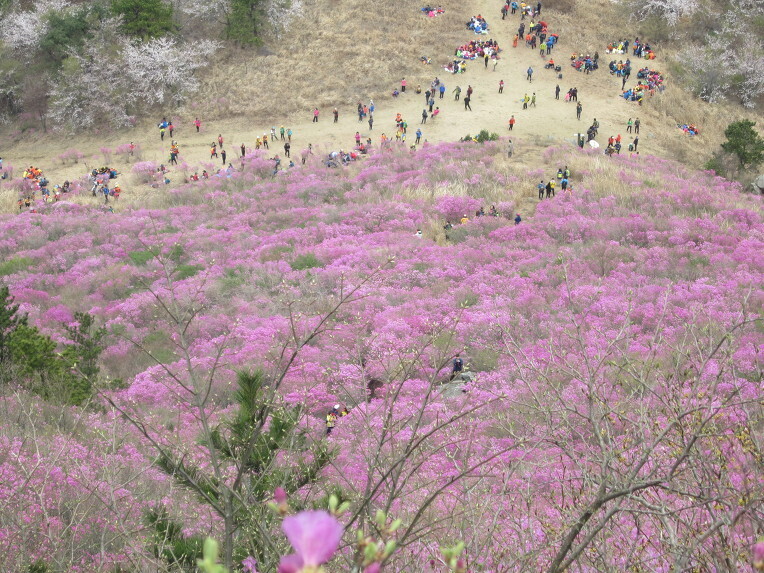  거제 대금산 [옥포고교~대금산~상포마을]
