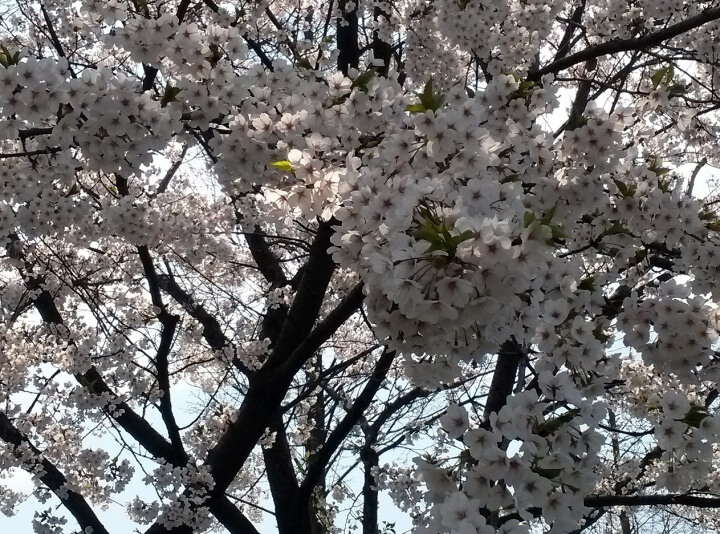 썸네일용 벚꽃사진