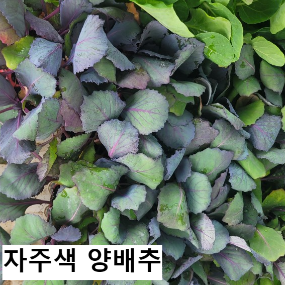 냉해 피해 모종 심기 남부지방 기준 모종심기 날짜 정보