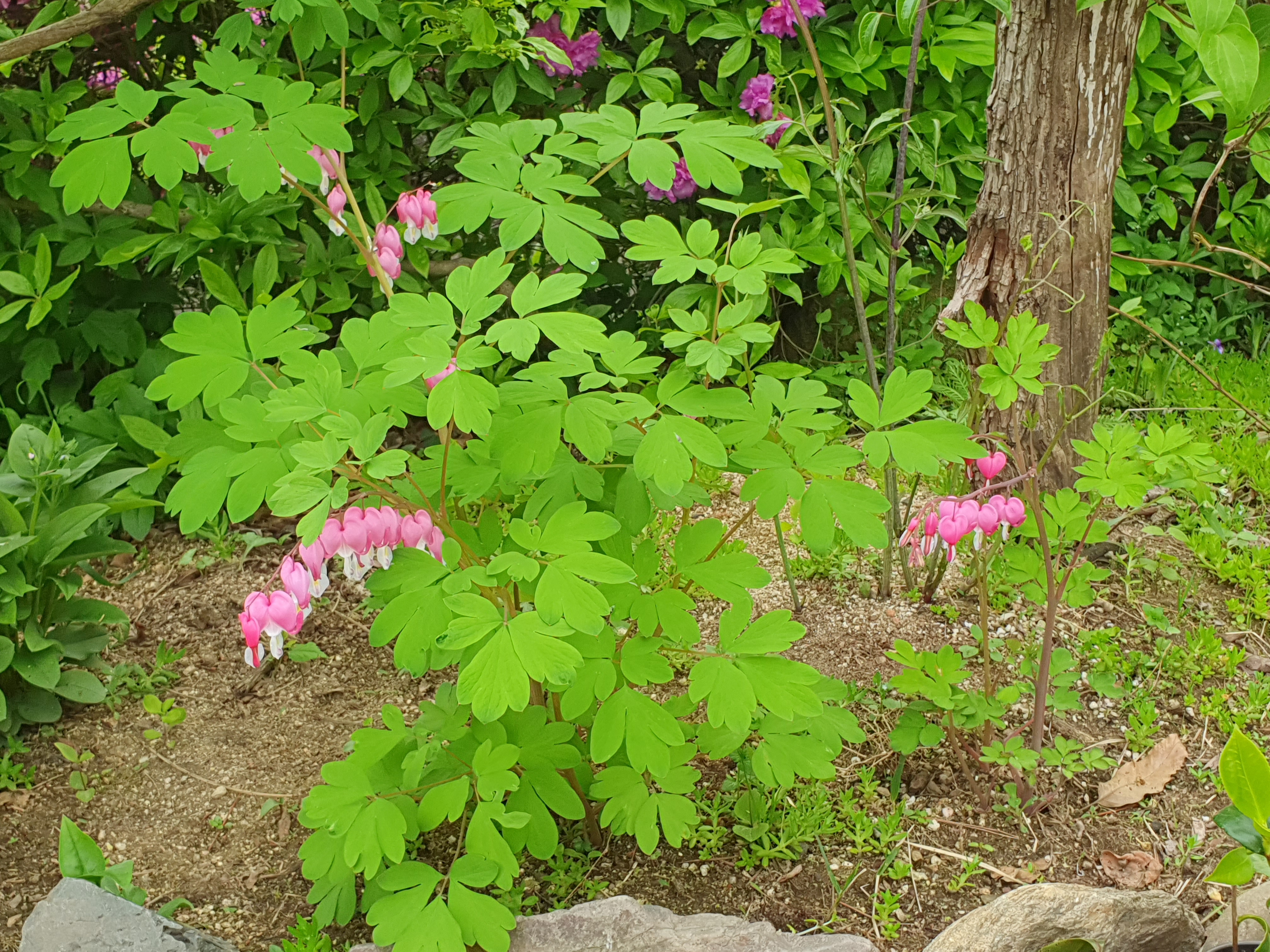 금낭화(Bleeding heart) 자라는 곳