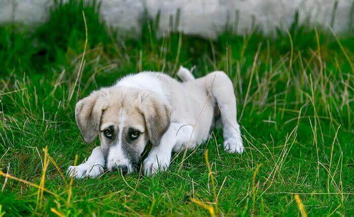 풀이 무성한 풀밭에 개 한마리가 엎드려 있는 모습