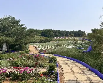 고창 청농원 라벤더 축제_31