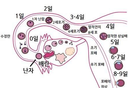 착상에좋은음식