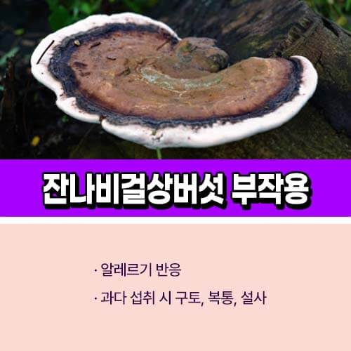 잔나비걸상버섯 부작용