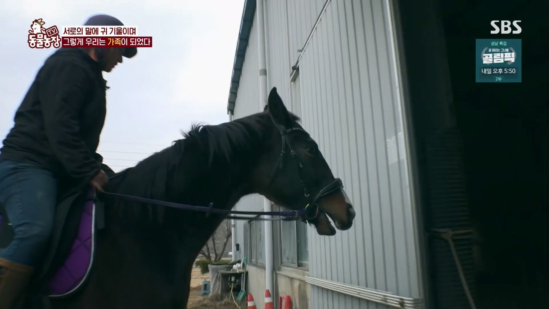 TV 동물농장.E1158.240211p.H264-F1RST.mp4_20240211_194059.701.jpg