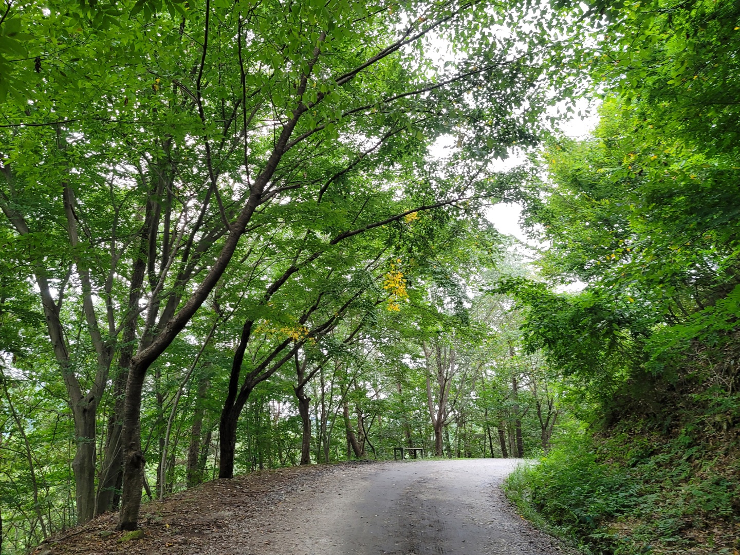  대전 근교 산책 무료 성북동 산림 욕장 추천 드라이브 코스 추