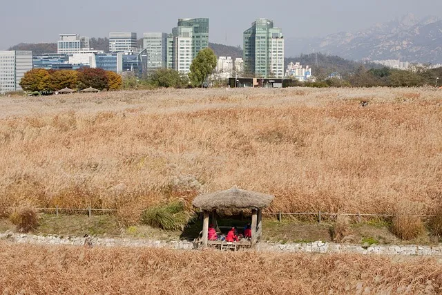 하늘공원 메타세콰이어길 산책 코스_4