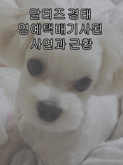  말티즈 경태 명예택배기사된 사연과 근황