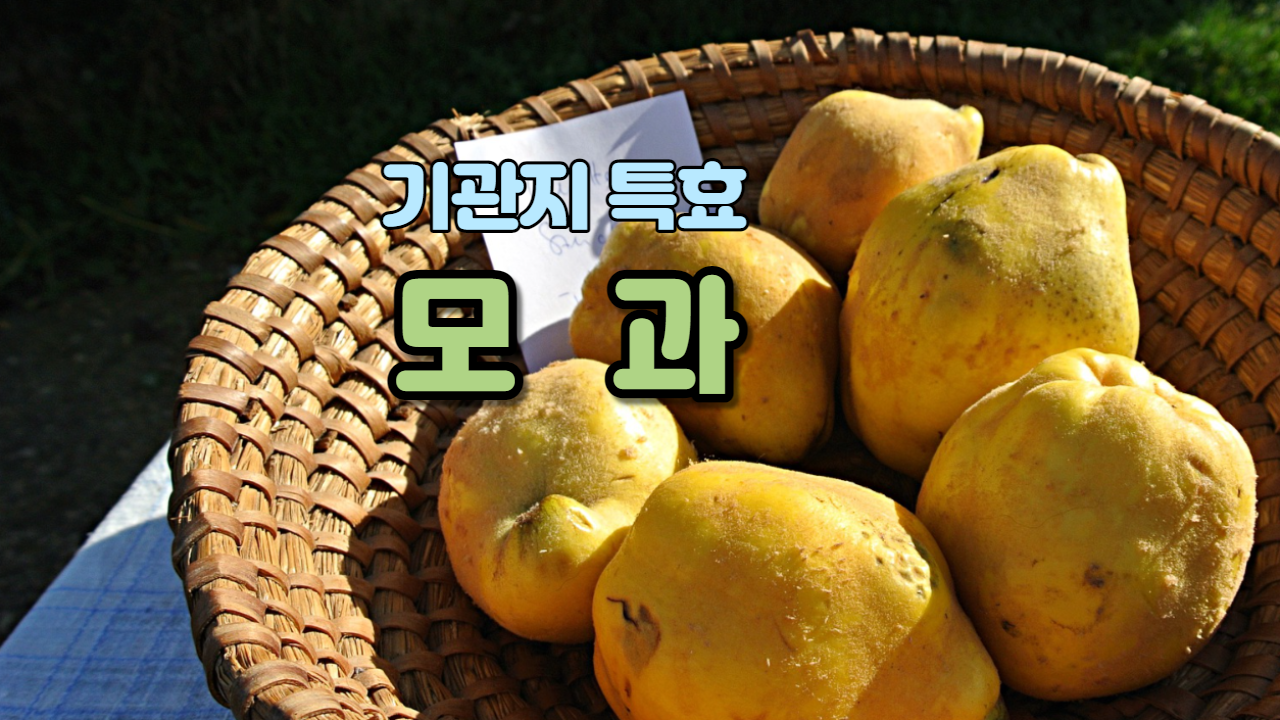  모과