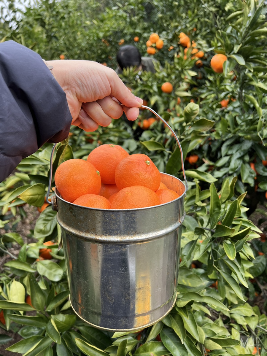 어린왕자 체험 in 감귤밭 카페 17