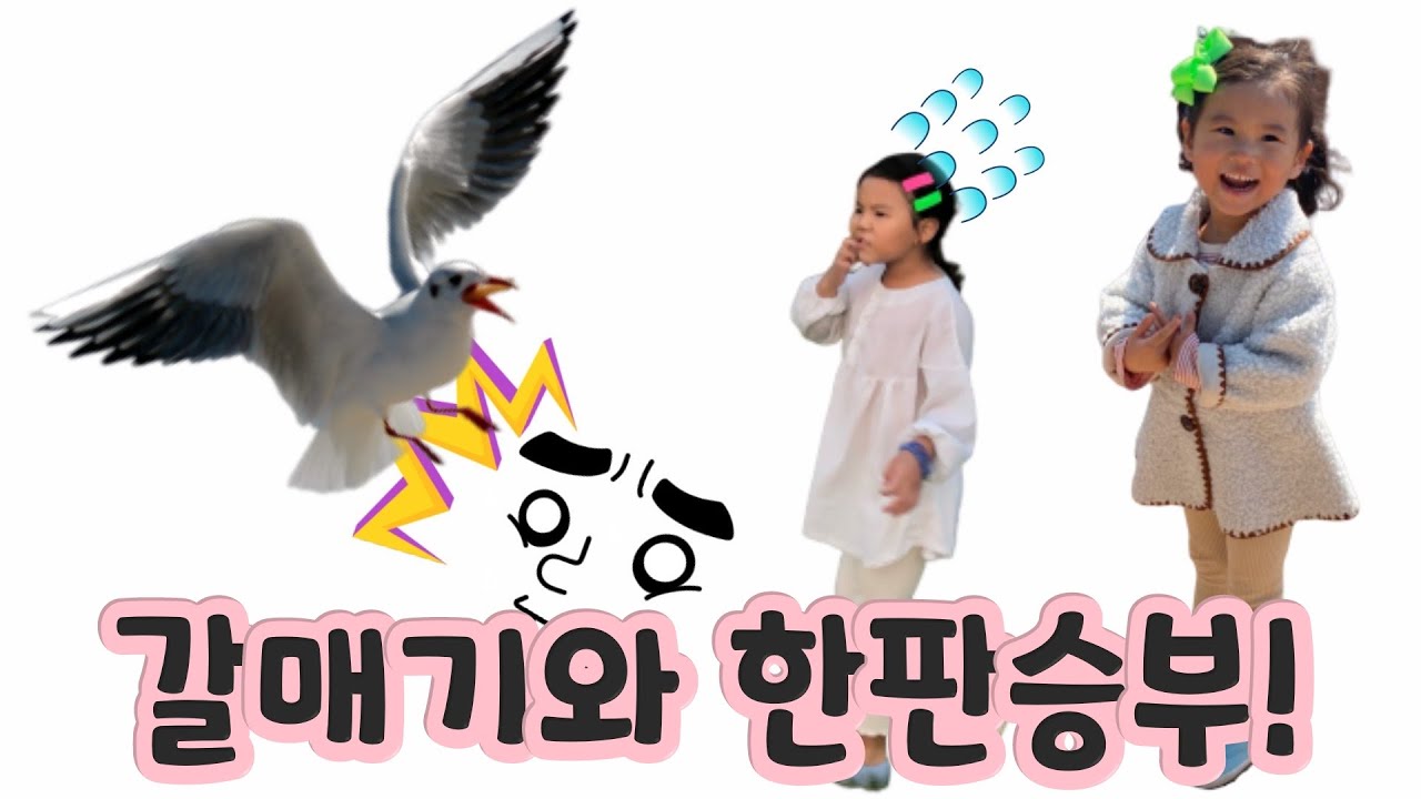  갈매기와 러블랑임의 한판승부!! 새우깡은 누가 다먹었나??