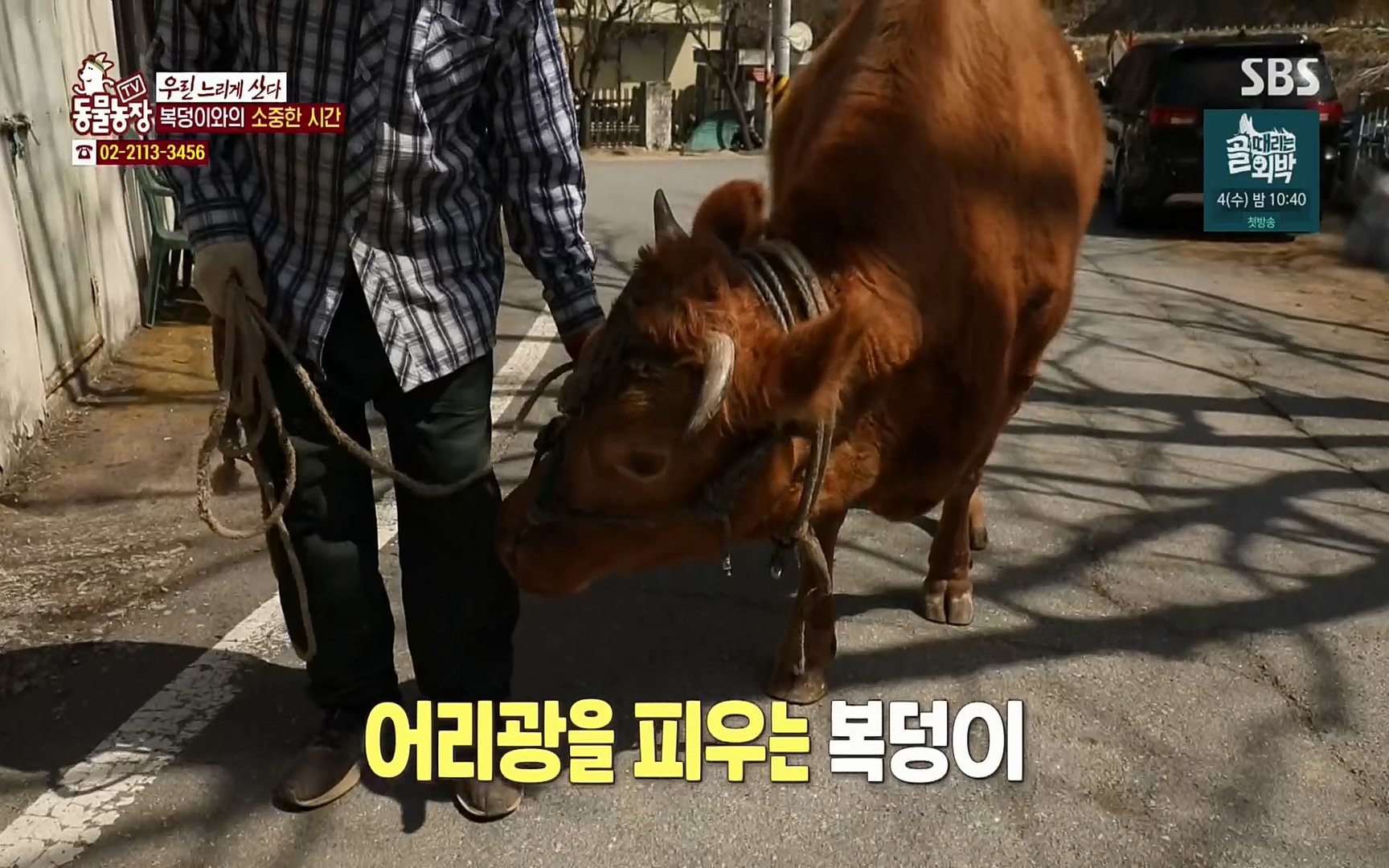 TV 동물농장.E1067.220501p.H264-F1RST.mp4_20220501_184301.451.jpg