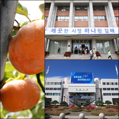  단감의 시배지는 진영 단감일까?? 창원 단감일까??