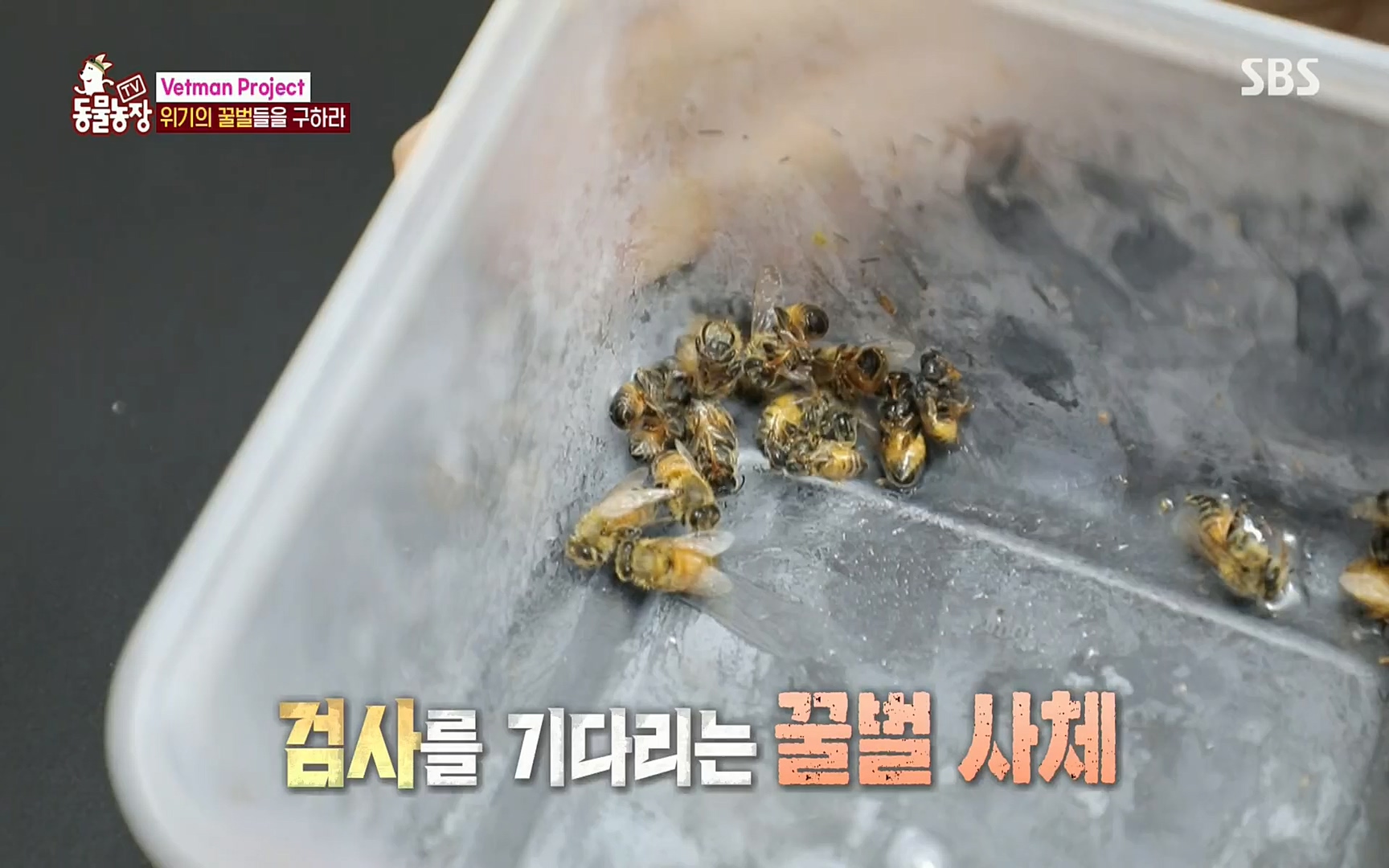 TV 동물농장.E1072.220605p.H264-F1RST.mp4_20220605_181449.260.jpg