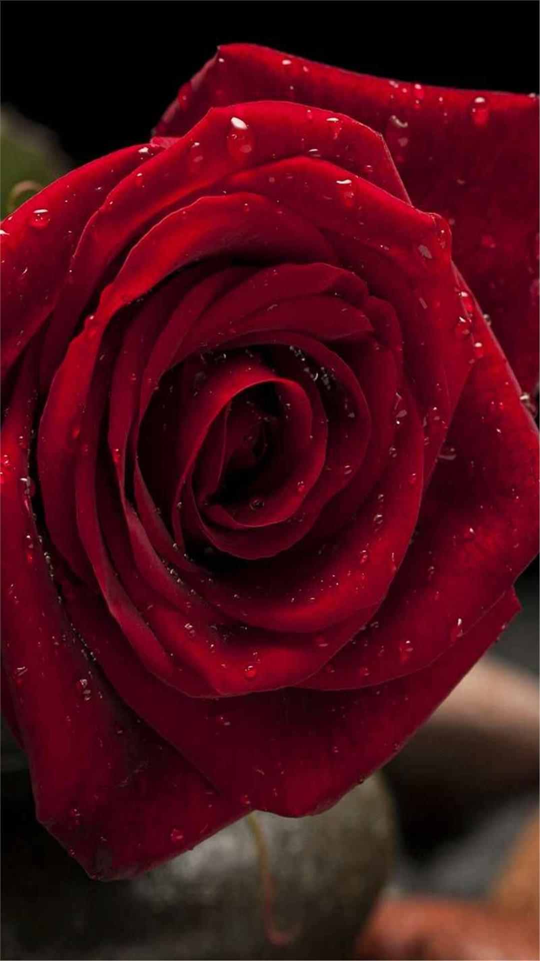 Rose Flower iPhone Wallpaper