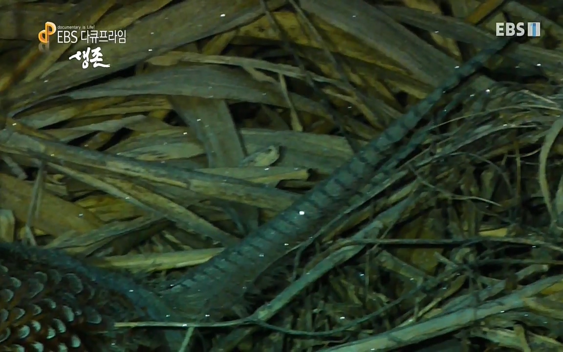 생존 3부_ EBS 다큐프라임_ 220629.avi_20220701_210607.504.jpg