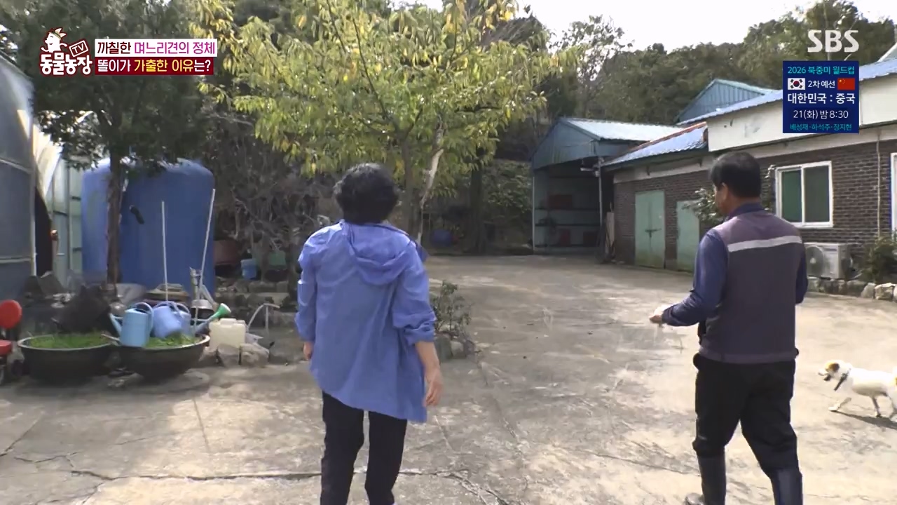 TV 동물농장.E1146.231120p-NEXT.mp4_20231119_175304.373.jpg