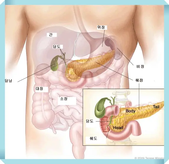 췌장이 위치하고 있는 신체 부위
