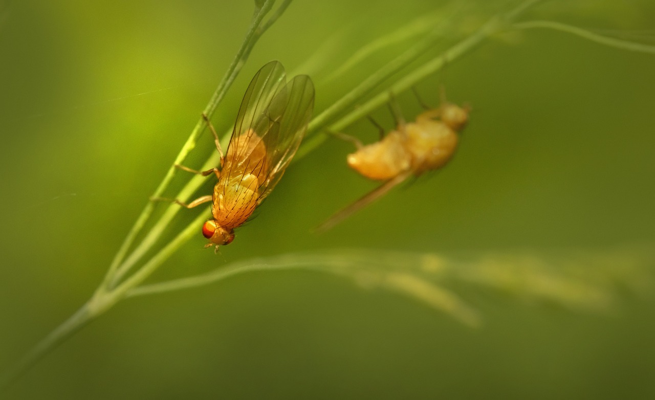 날파리