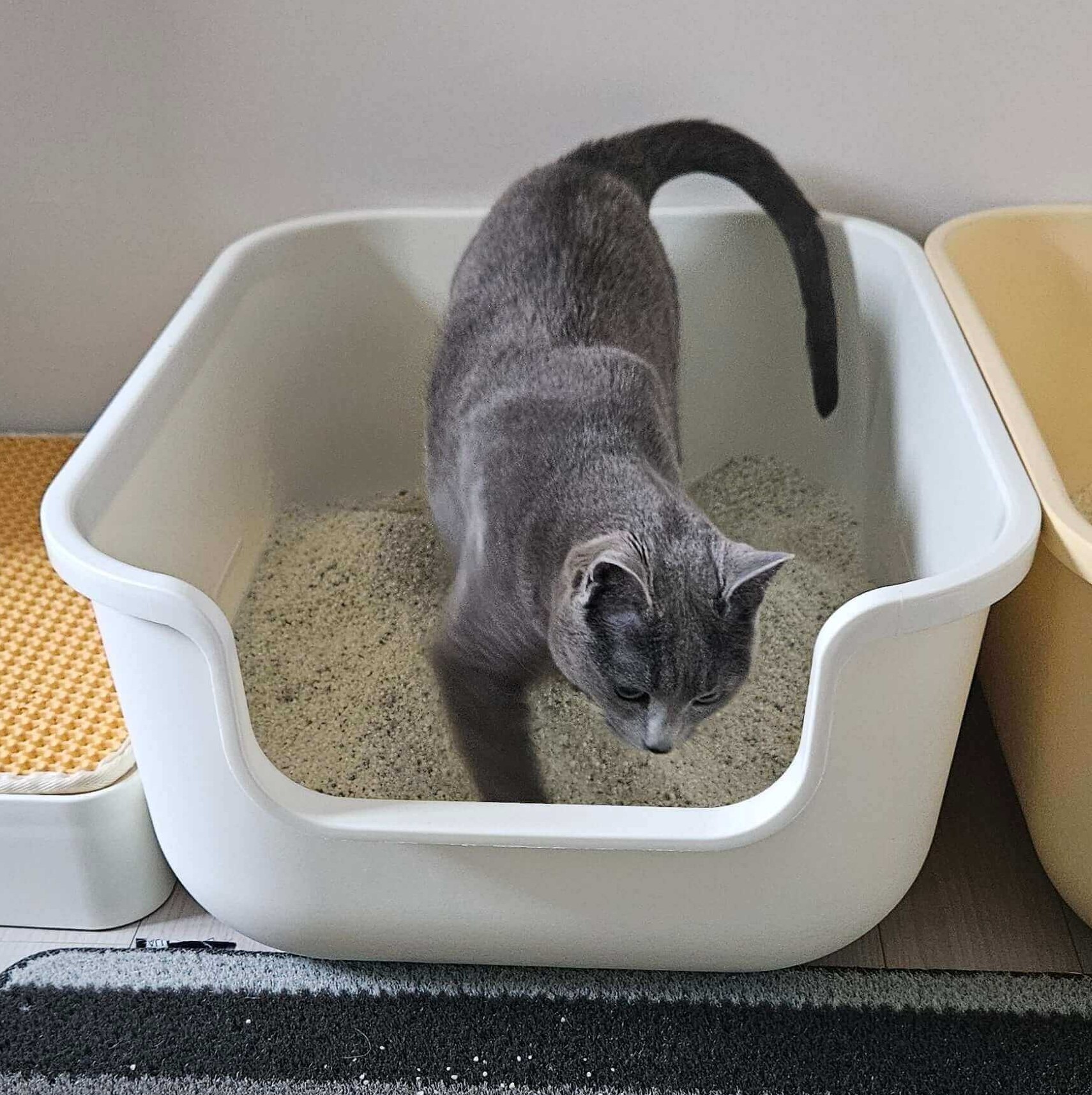 고양이 화장실