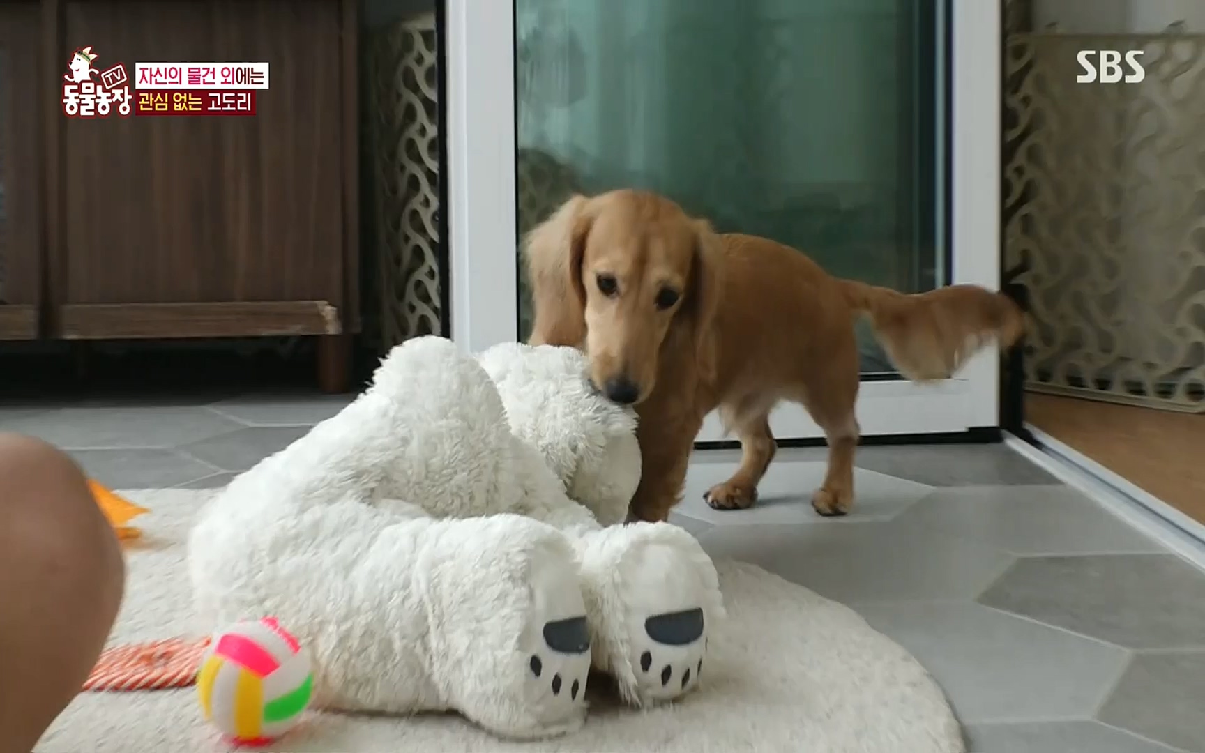 TV 동물농장.E1083.220821p.H264-F1RST.mp4_20220821_183653.422.jpg