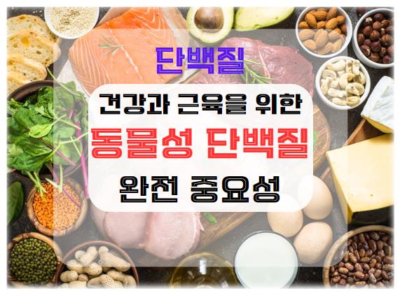 동물성 단백질의 역할: 건강과 근육을 위한 완전 단백질의 중요성