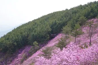 천주산 진달래축제 등산코스 맛집_20