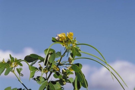 칼세도니 차의 효과