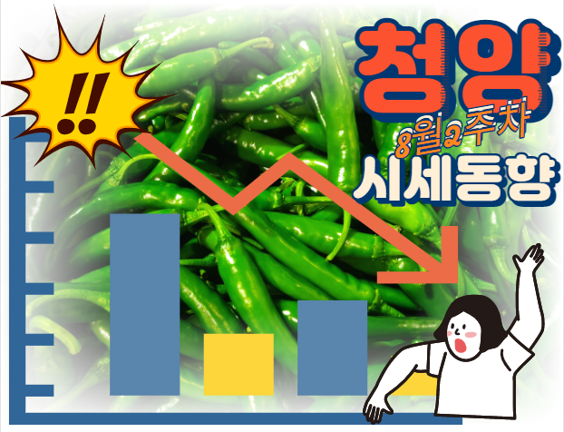  [경매사 품목별 주간 동향보고] 시세하락폭이 맵다!! "청양" (8월1~2주차)