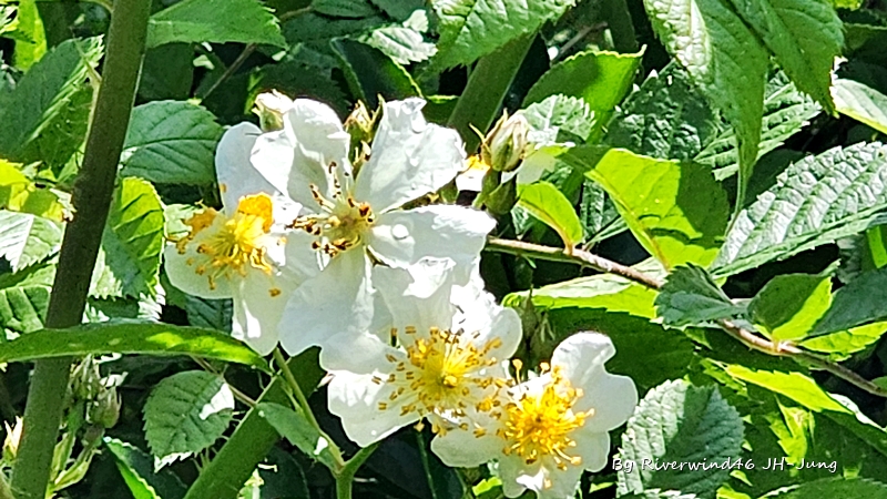 찔레꽃 Rosa multiflora