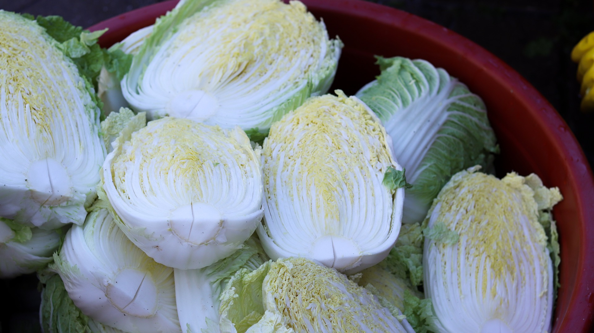 korea-cabbage