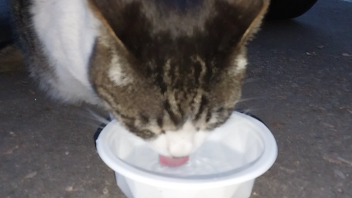 Feline Activities 34