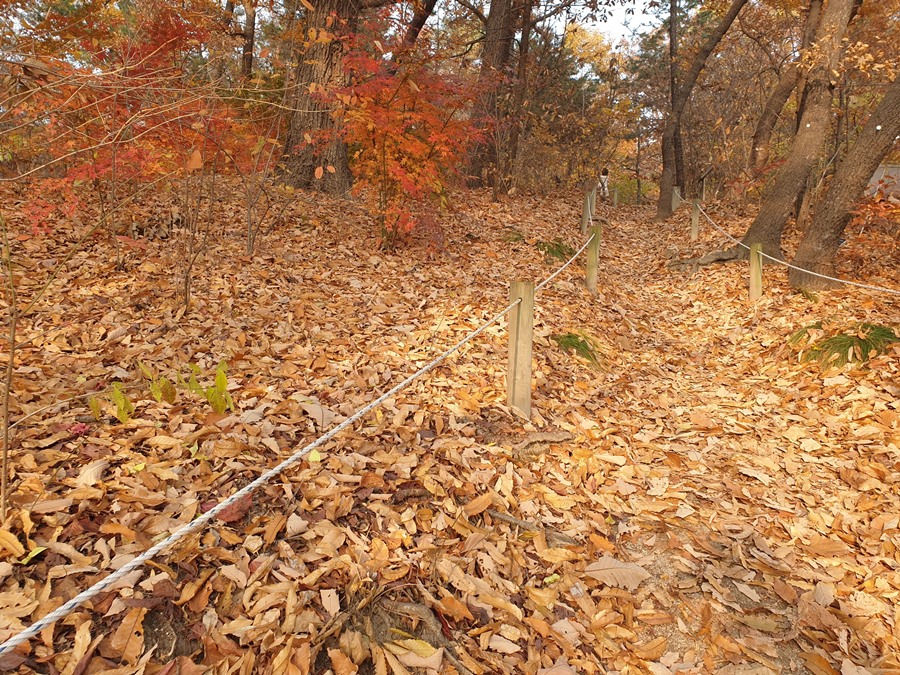 수북하게-쌓인-낙엽을-밟으며-걷는숲길-01