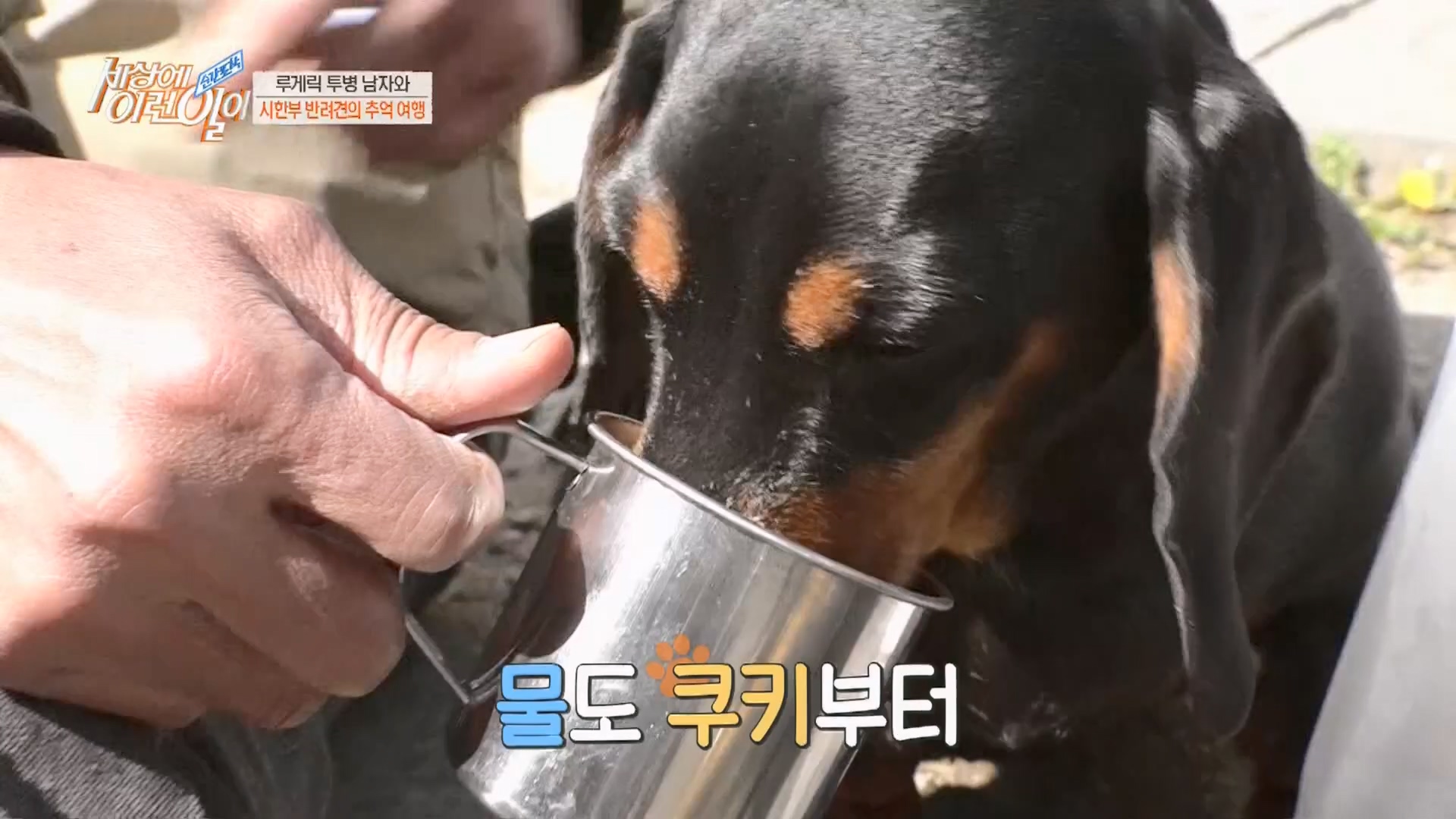 순간포착 세상에 이런일이.E1226.230418p.H264-F1RST.mp4_20230419_195514.911.jpg