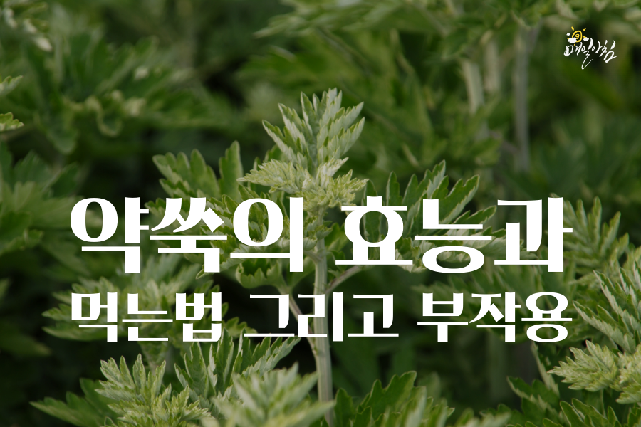  [매일아침좋은글] 약쑥의 효능과 먹는법 그리고 부작용으로 복용 중단 할때