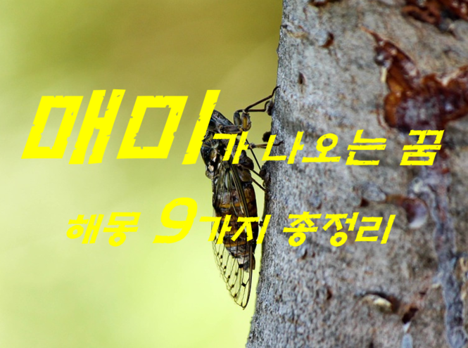  매미꿈 해몽 9가지 총정리