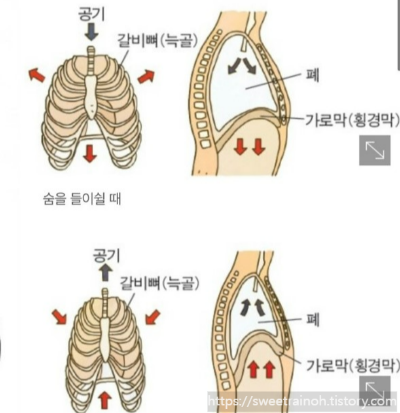숨-쉴때-늑골-사진