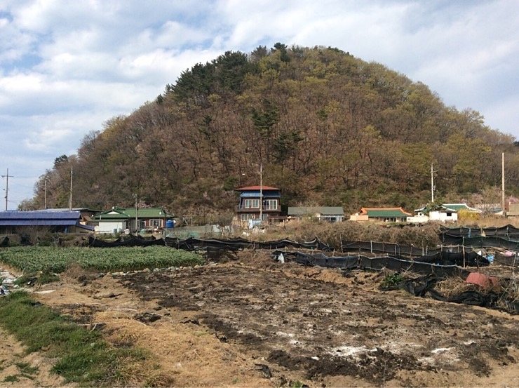  포항 발산리 모감주나무와 병아리꽃나무 군락&먹거리