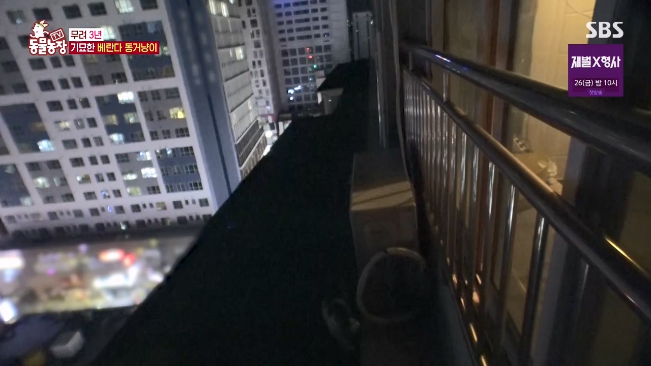 TV 동물농장.E1154.240115p-NEXT.mp4_20240114_184351.249.jpg