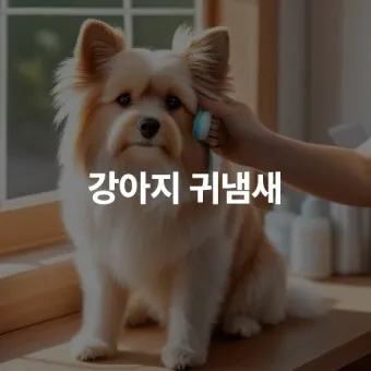 집안에서 간편하게 시도 가능한 강아지 냄새 제거 기술_7
