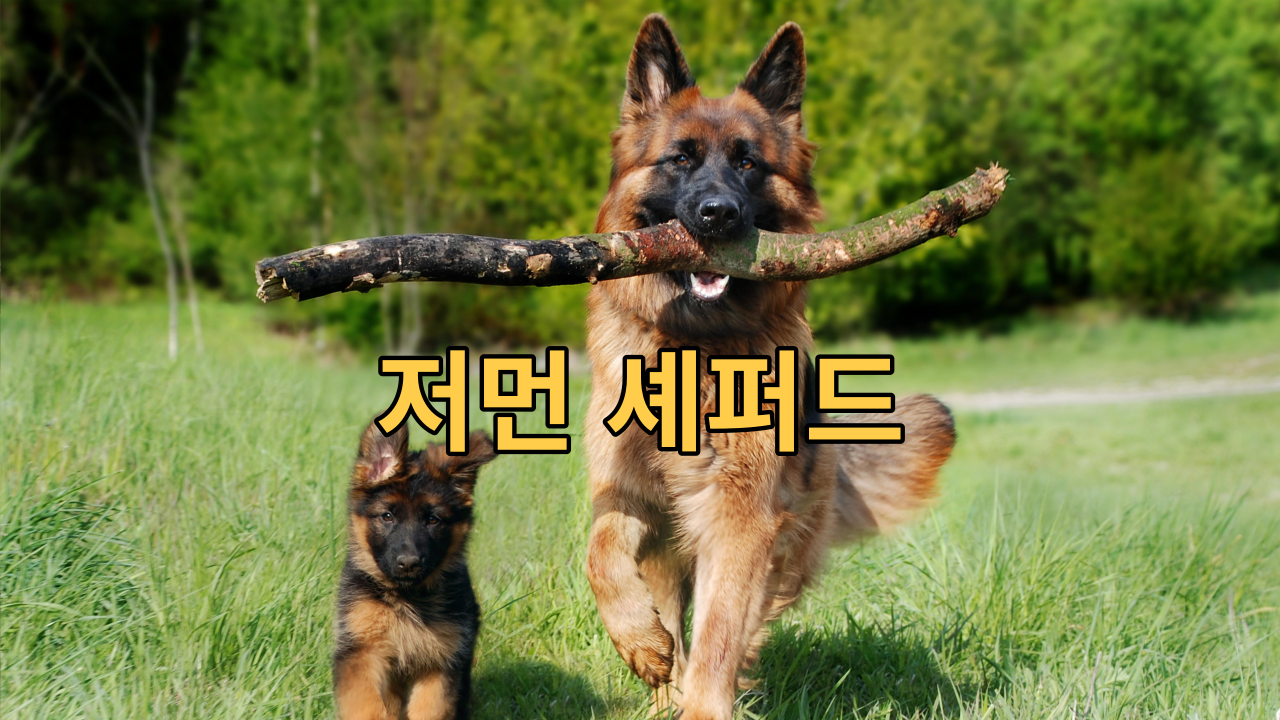  저먼(독일) 세퍼드 세계에서 가장 잘 알려져 있고 인기있는 품종 중 하나